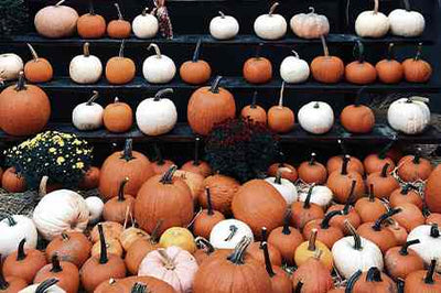 Let’s ‘Pumpkin’ Spice Things Up with Pumpkin Oil!